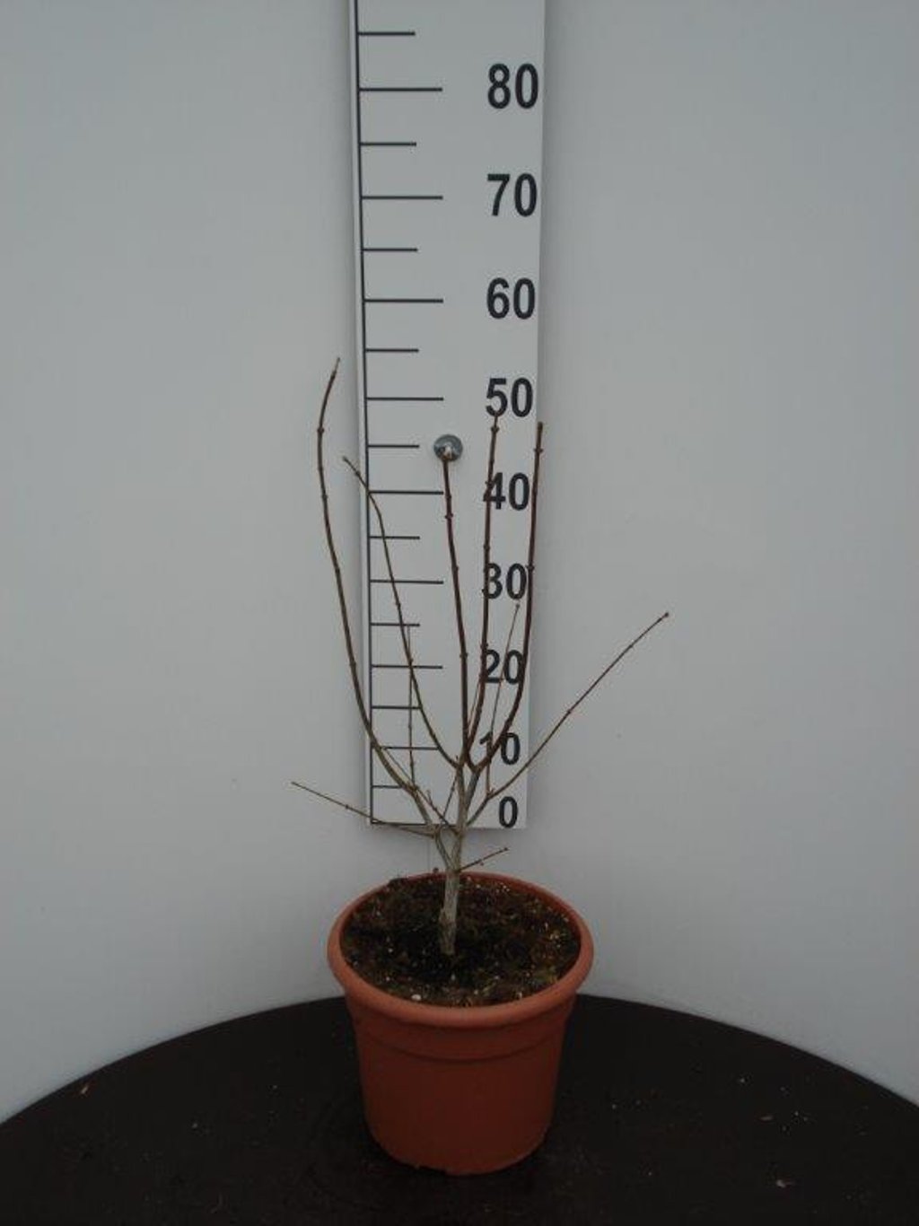 Acer shirawasanum 'Moonrise'® - C10 40-50 CM